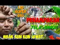 Penampakan Saat Mikat Burung Cucak Ijo Big Terseru Di Dunia