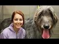 There s a reason they call them WOLFhounds