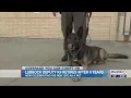 Lubbock deputy K9 retires after six years