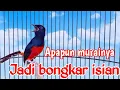 Download Lagu PANCINGAN AMPUH MURAI BATU GACOR FULL ISIAN, SEKALI DENGAR MURAI APAPUN RESPON NEMBAK SEREM