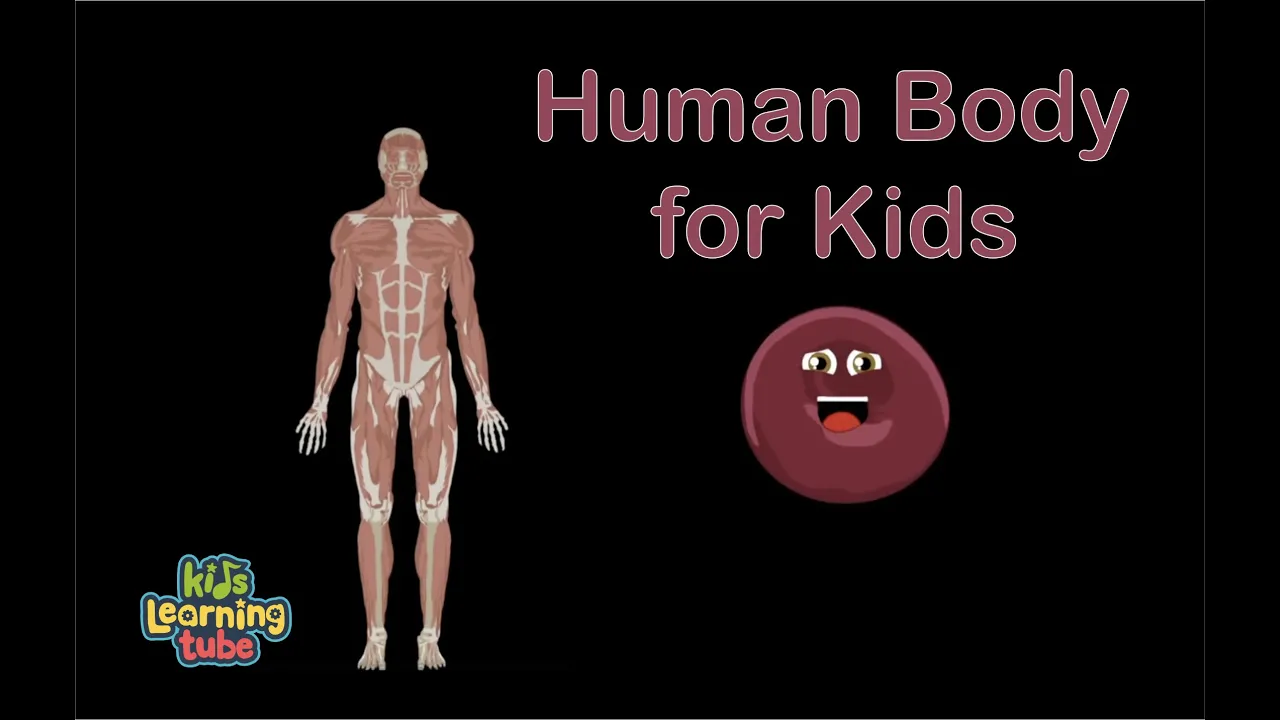 Human Body /Anatomy Song /Human Body Systems