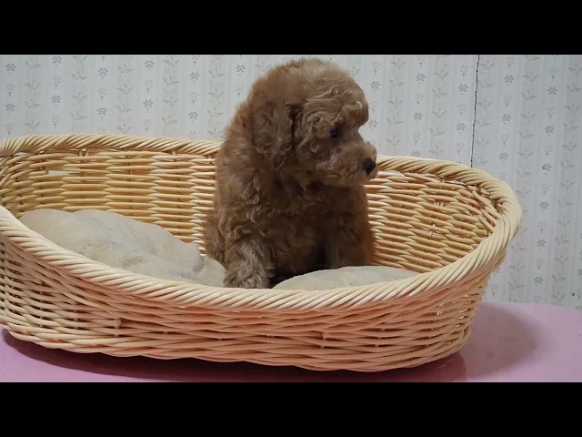 動画