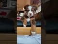 Download Lagu What having a puppy is like