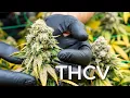 Discover the Cannabis Strain That s Changing How We Get High