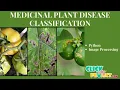 Python Machine Learning - Project Medicinal Plant Disease Classification