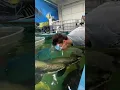 Download Lagu Ele tentou alimentar o peixe com a boca 😰