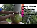 Making Of A Gourd Calabash Bag part 1