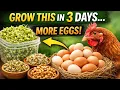 6 Free Sprouts That Make Chickens Lay More Eggs Ready in 3 Days