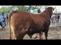Download Lagu 18 juta !! Limousin Harga Murah !! Harga Turun Bakule Pusing !! Pasar Sapi Kerek