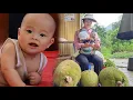 Download Lagu My parents and I went to pick jackfruit to sell