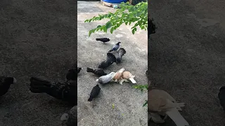 Https Youtu Be M9l11inuEf8 Feature Shared 