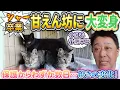 Download Lagu 全員オスでした!? ゴロゴロ鳴きに変わった3兄弟の大冒険　3匹の仔猫物語＃３