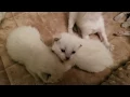 Siamese Kittens 2 Weeks Old