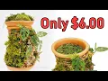 A Terraplanter Alternative MUCH CHEAPER