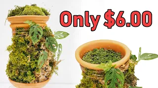 A Terraplanter Alternative MUCH CHEAPER