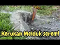 NANTI KLW KDM DATANG PASTI KAGET❗️KERUKAN PAKDE MUJI MELDUK❗️#kdm 