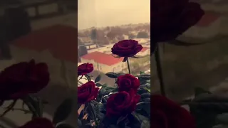 الوردالأحمرعودو ساموزين Samo Zain حالات واتس اب 