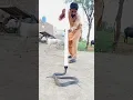 Download Lagu Dog vs snap #snake #cobra #funny #comedy #kingcobra