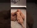 Three week old GoldenDoodles playing