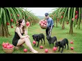 Download Lagu Beauty Harvesting 100kg of Dragon Fruit \u0026 Go to Market Sell — Smart Dog Does the Unthinkable