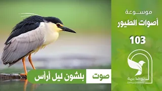صوت غراب الليل بلشون ليل أرأس                                 دندنها