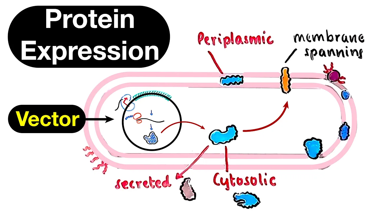 Protein Expression Vectors - Expression Host and Recombinant Proteins [Part 1]