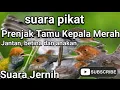 Download Lagu pancingan prenjak kepala merah di jamin 1menit langsung gacor