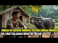 KISAH VIRAL !! KERBAU DATANG MEMINTA TOLONG PADA PENYADAP KARET, LIHAT KEAJAIBAN BESAR INI TERJADI