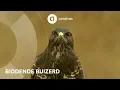 Lagu Wild in Nederland: biddende buizerd