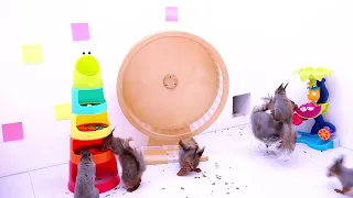 Funny Moments of Animals Eating & Their Authentic Nature Sounds