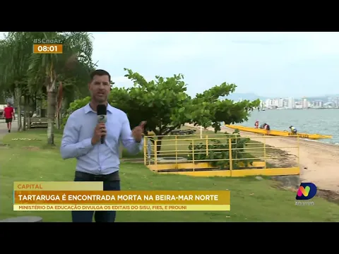 Tartaruga é encontrada morta na região da Beira-Mar Norte, em Florianópolis