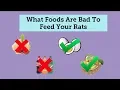 What Foods To Not Your Rats