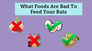 What Foods To Not Your Rats