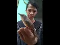 Download Lagu CIBLEK GUNUNG JUARA NASIONAL #shorts #ciblekgunung #ciblekgununggacor #ciblekjuara