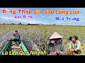 Download Lagu ĐỒNG THÁP Báo Động Gần 500 Công Lúa Chìm Trong Biển Nước Chỉ Sau Một Đêm Khi Nước Lũ Dân Cao