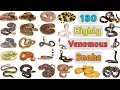 Highly Venomous Snakes Vocabulary ll 180 Highly Venomous Snakes name in English ll Poisonous Snakes