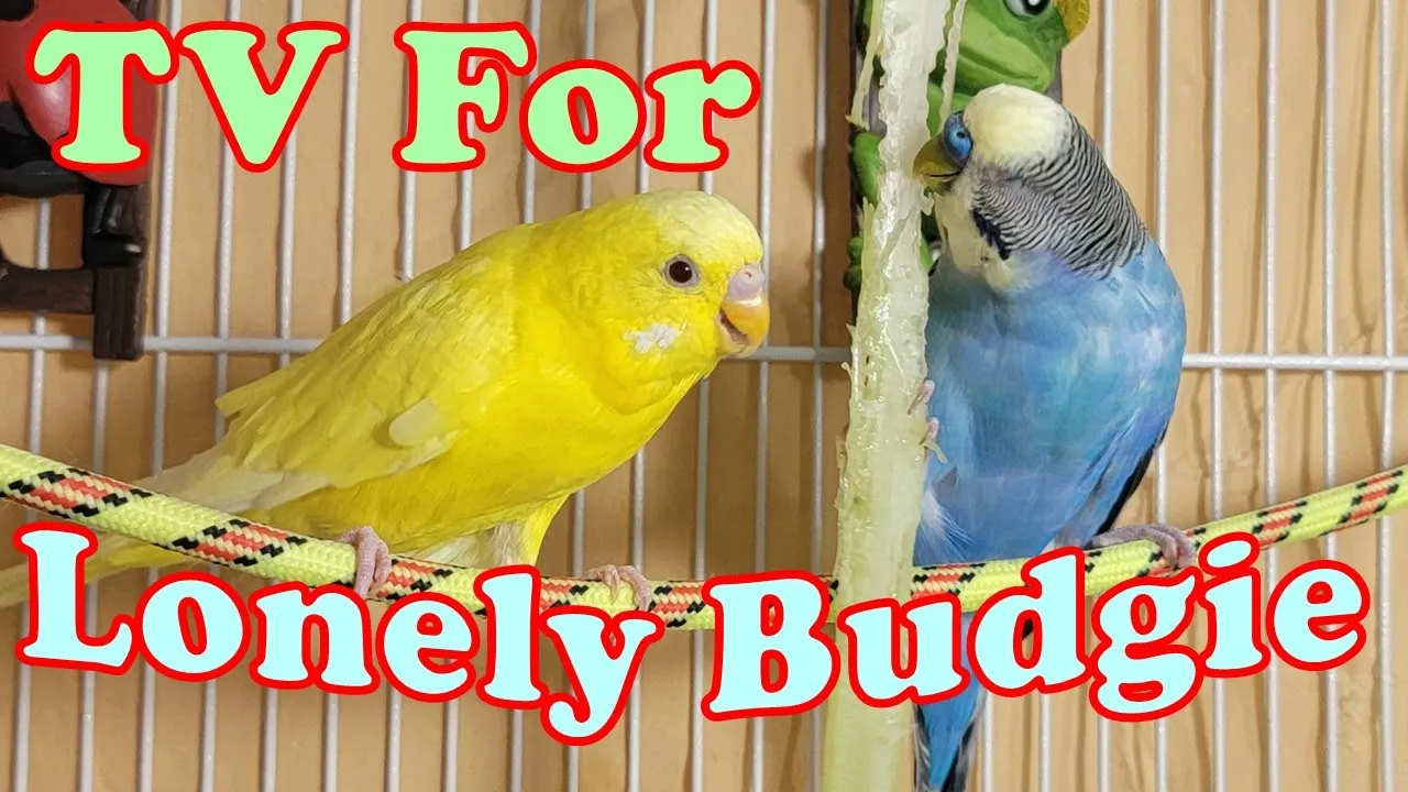 12 Hr If your budgies don’t chirp, playing this video will help lonely birds start to chirp.