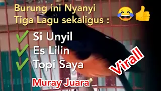 Download This bird sings three songs at once: Si Unyil, Es Lilin and My Hat | Muray Gacor Champion MP3