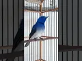 Download Lagu Tembakan Panjang Burung Kehicap Ranting#shorts