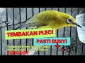 Download Lagu Masteran Pagi Pleci Ombyokan Langsung Gacor Nyaut Ngalas Isian, Cukup Putar 10 Menit Langsung Bunyi