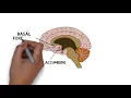 2-Minute Neuroscience: Nucleus Accumbens