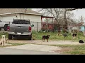 San Antonio Animal Care Services says they need more resources as calls for service increase