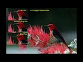 GSoC 2019 with OpenCV - Deep learning based super-resolution