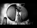 Download Lagu Is Black and White Insect Photography a Good Idea?