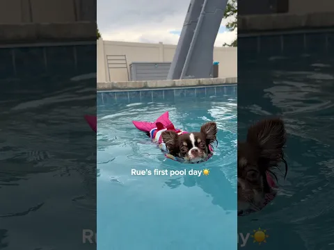 I wasn’t prepared for how cute the underwater footage would be🥹 #dogmom #dogswimming #dogpool