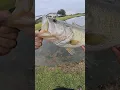 Big Bass