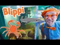 Download Lagu Blippi Learns About Sea Animals | Sea Animals For Kids