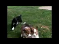 Sheltie Mix Puppies For Sale John Stoltzfus