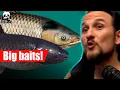 Download Lagu Russian Fishing 4 - Old Burg - Black Carp and Gras Carp