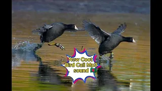 احله صوت دجاج ماء 